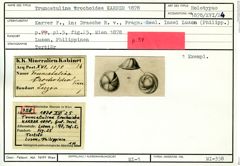 Karteikarte zum Holotyp von Truncatulina trochoidea Karrer, 1878